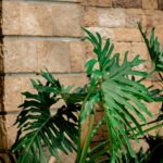 Explore endless design possibilities with natural stone walls