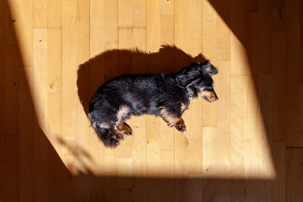 dog on the hardwood floor